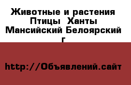 Животные и растения Птицы. Ханты-Мансийский,Белоярский г.